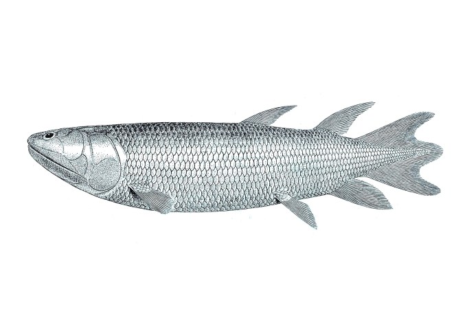 eusthenopteron_foordi_guide_to_the_gallery_of_fishes