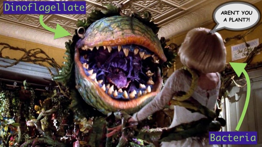 To illustrate the change in behavior that dinoflagellates undergo when they run out of dissolved nutrients to fuel photosynthesis and so engage in phagotrophy (aka eating).